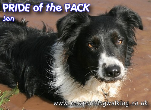 Collie dog Jen goes a bit Hippo in a muddy puddle.